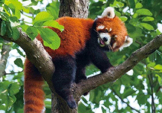 3D Postkarte Roter Panda (25)