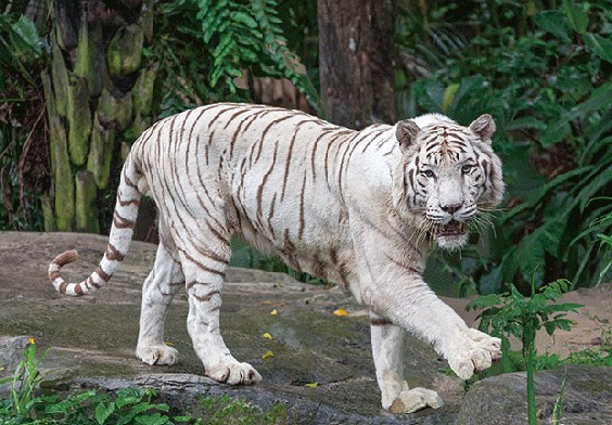 3D Postkarte weißer Tiger (25)