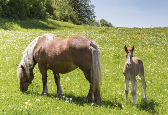 3D postcard Haflinger horses (25)
