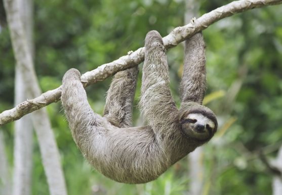 3D postcard sloth (25)