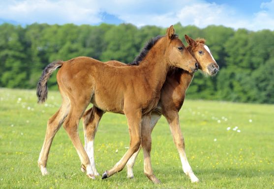 3D postcard foals (25)