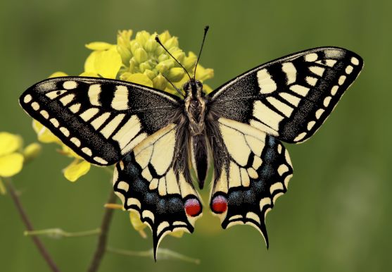 3D postcard swallowtail butterfly (25)