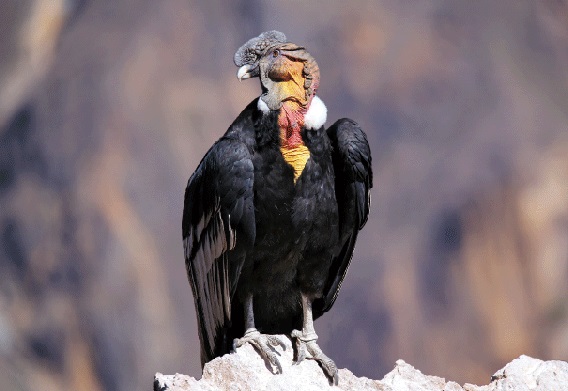3D postcard condor (25)