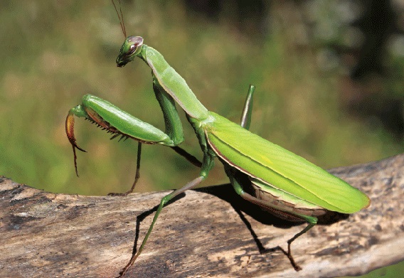 3D postcard mantis (25)