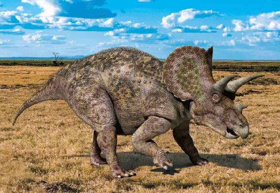 3D postcard triceratops (25)