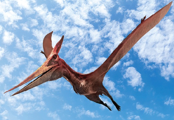 3D Postkarte Pteranodon (25)