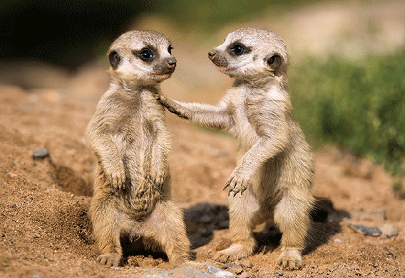 3D postcard meerkats (25)