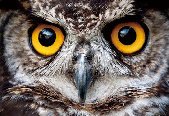 3D postcard owl eyes (25)