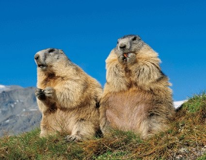 3D magnet marmots (25)