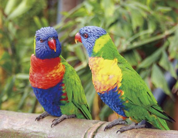 3D magnet lory parrots (25)