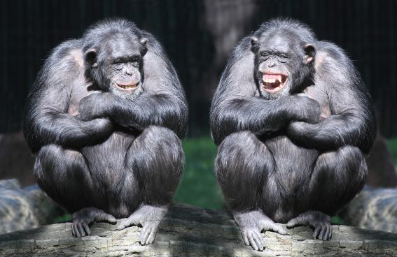 3D magnet chimpanzees (25)