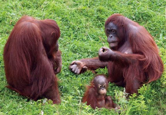 3D magnet orangutans (25)