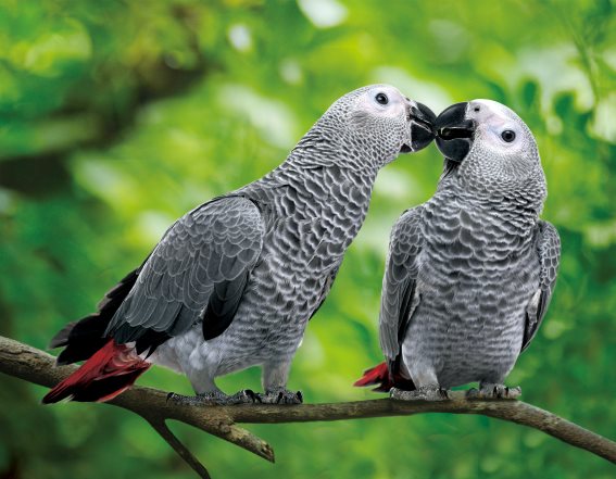 3D magnet grey parrots (25)