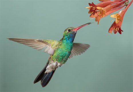 3D magnet hummingbird (25)