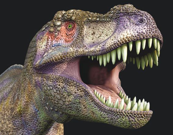 3D magnet T. rex head (25)