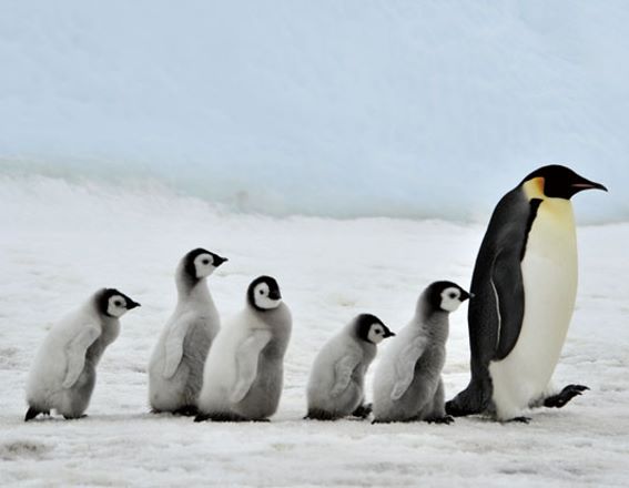 3D magnet king penguin family (25)