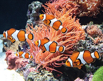 3D magnet clownfishes (25)