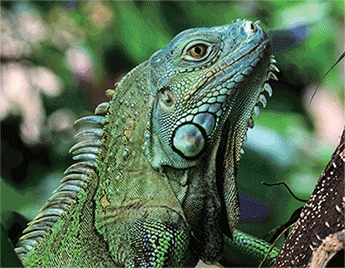 3D magnet iguana (25)