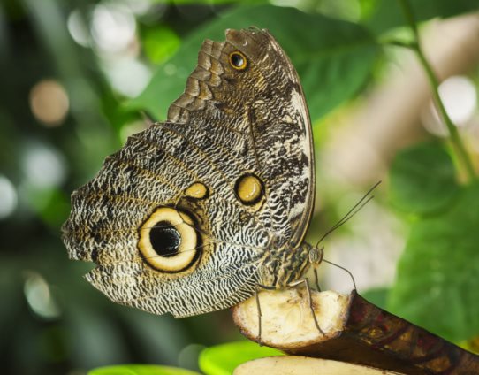 3D magnet owl butterfly (25)