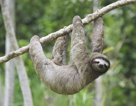 3D magnet sloth (25)