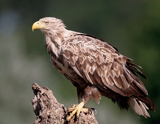 3D magnet white tailed eagle (25)