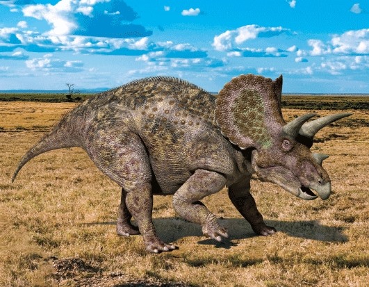3D Magnet Triceratops (25)