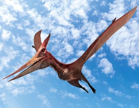 3D Magnet Pteranodon (25)