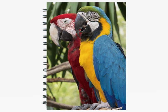 3D notebook parrots big (12)